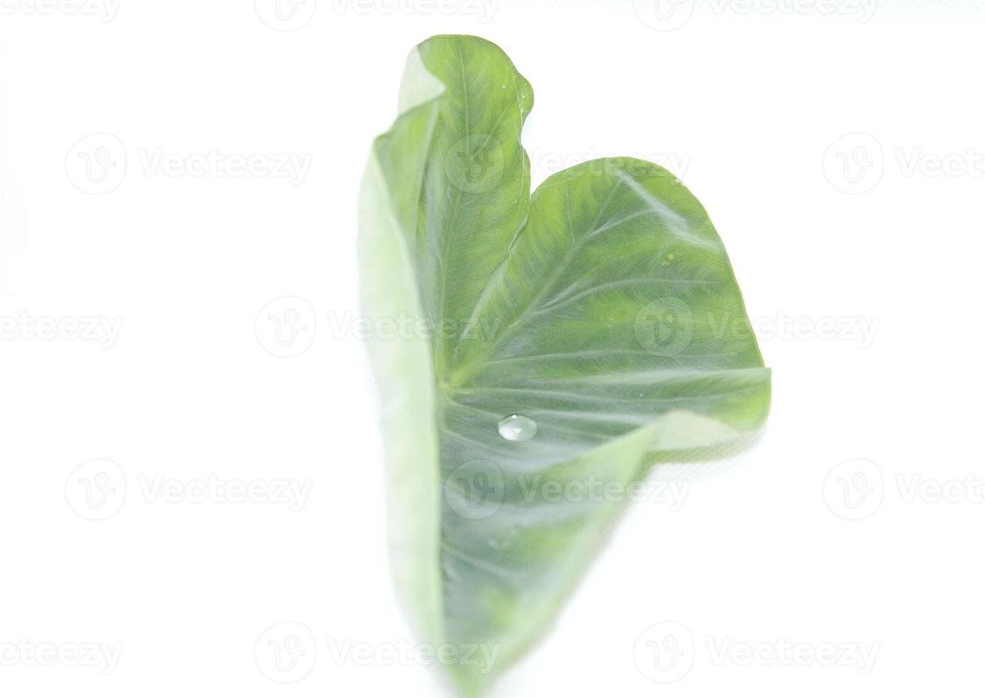 Taro leaves with stripes and patterns on natural leaves built on a white background Shot using flash and electric lights in our own home studio. photo