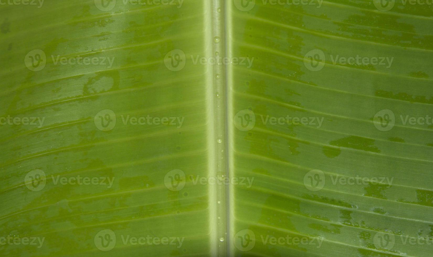 green banana leaves have a pattern and natural leaves create a design that is photographed using natural light in the morning, warm light. The leaves are used for wrapping food in abundance. photo