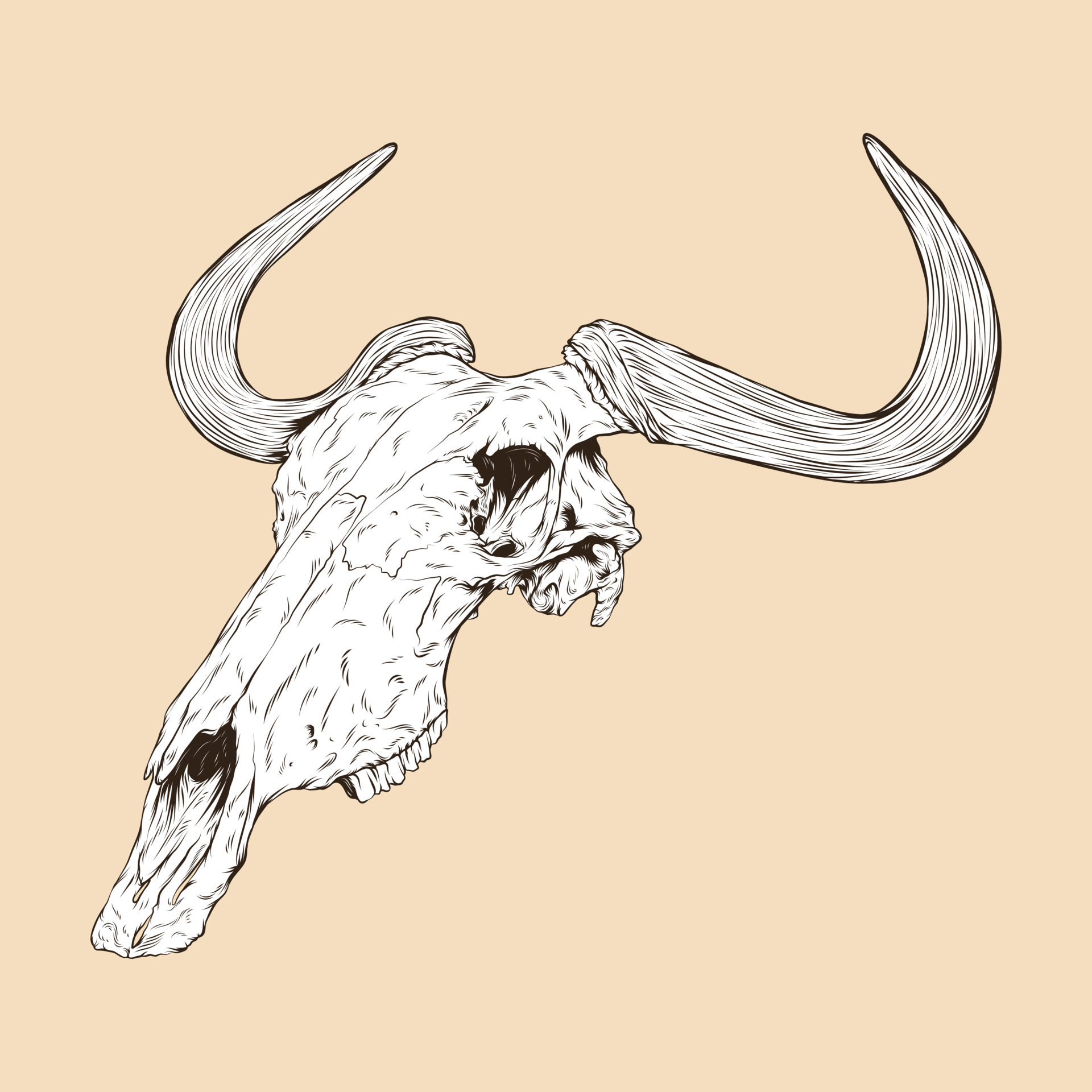 Wildebeest Skull Drawing