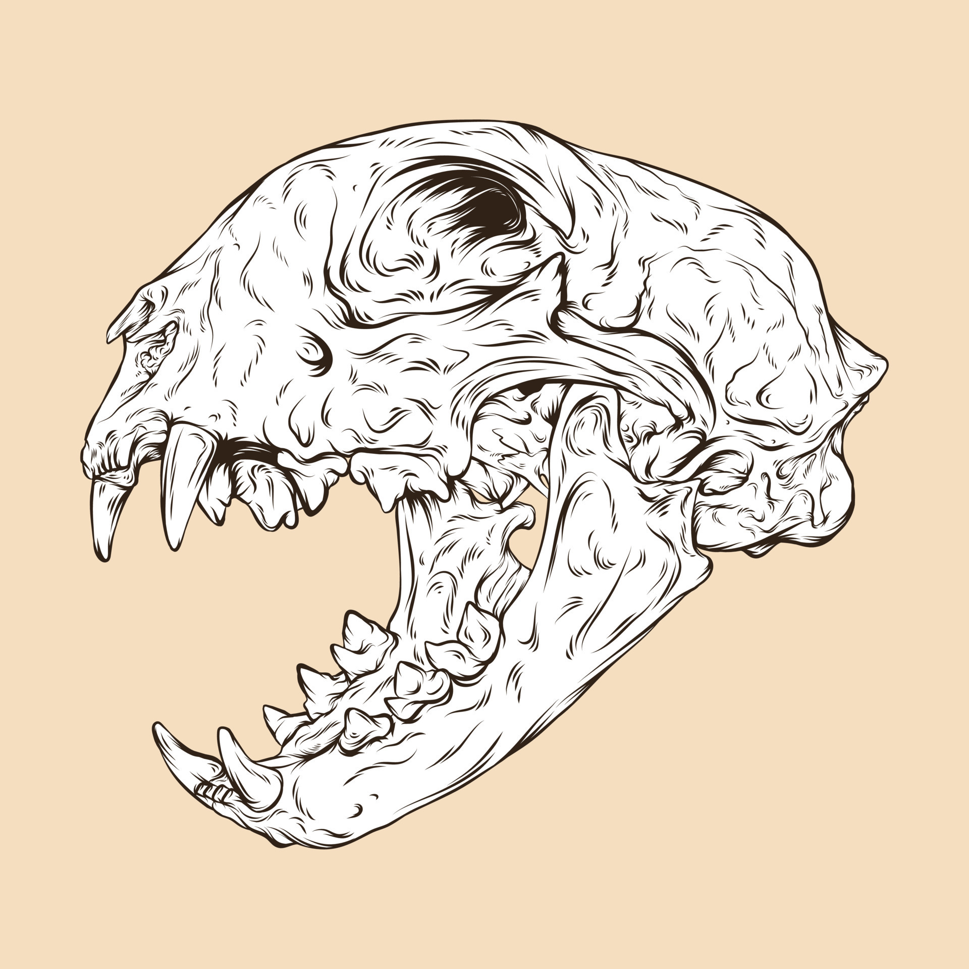 bobcat skull head vector 10552162 Vector Art at Vecteezy