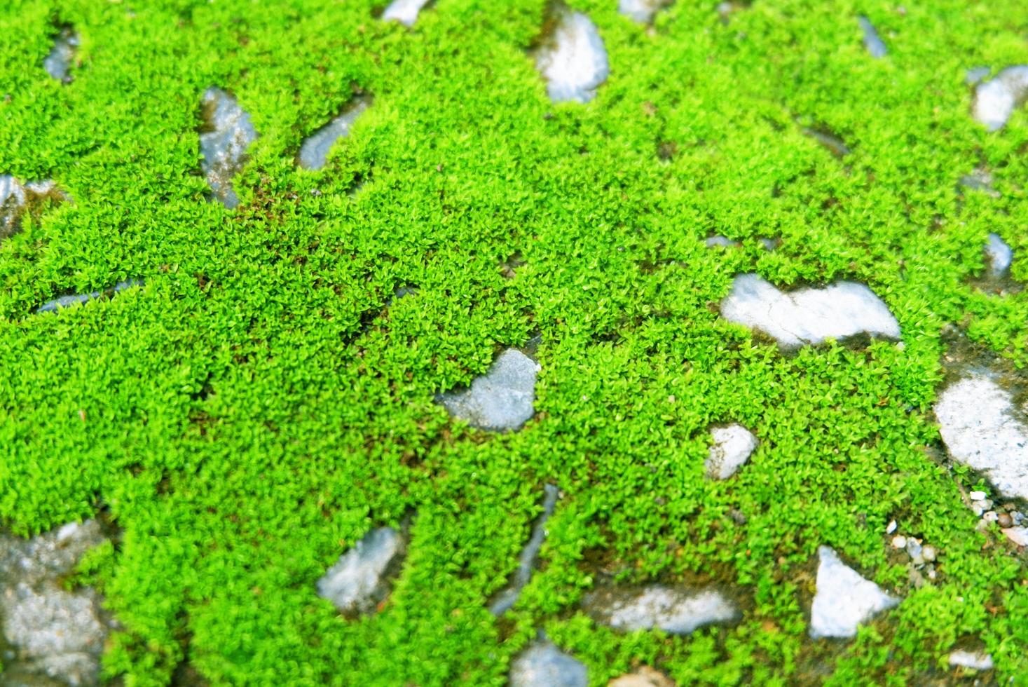 Moss green texture. Moss background. Green moss on cement texture, background. Use this for wallpaper or background image. There is a blank space for text photo
