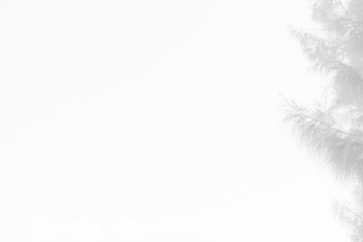 Abstract texture of white  sky with branchesa cool white surface, with space for text, for a background.. photo