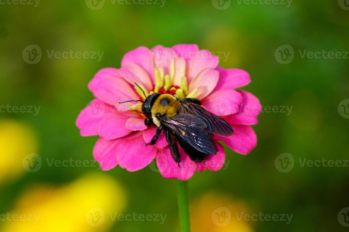 Carpenter Bee Sits on Bright Pink Flower photo