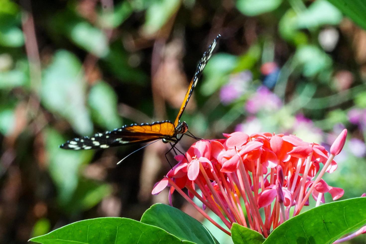 Butterfly Feeding on a Cluster of Pink Flowers photo