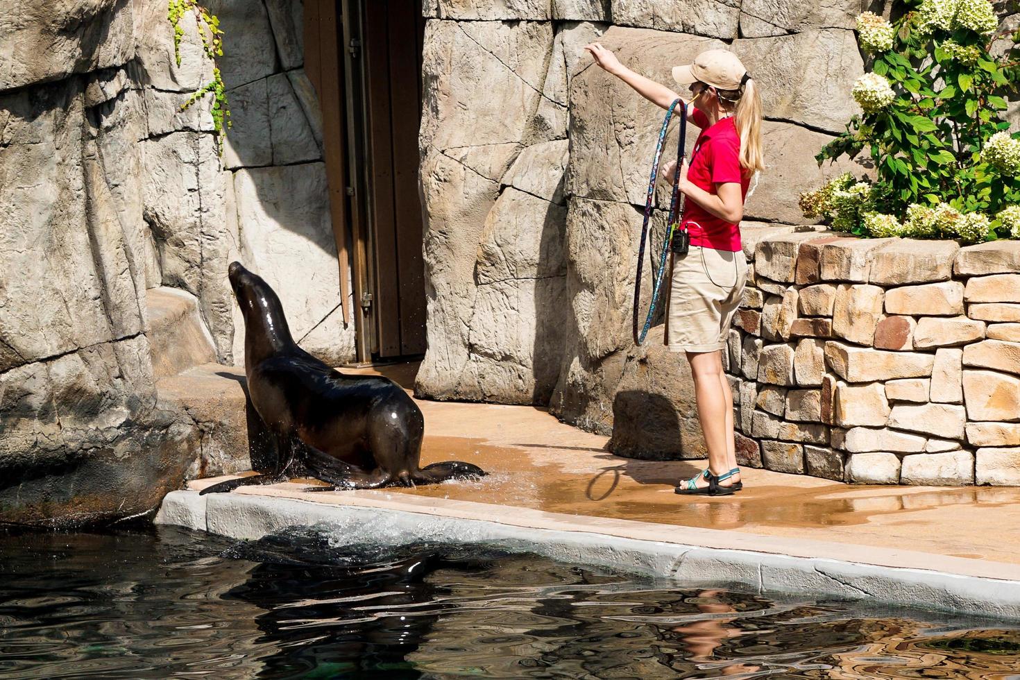 Trainer Guides Seal up Ramp photo