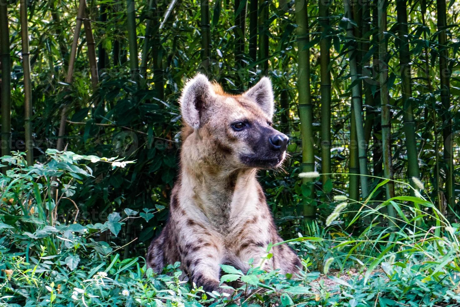 Spotted Hyena Sitting in Grass photo