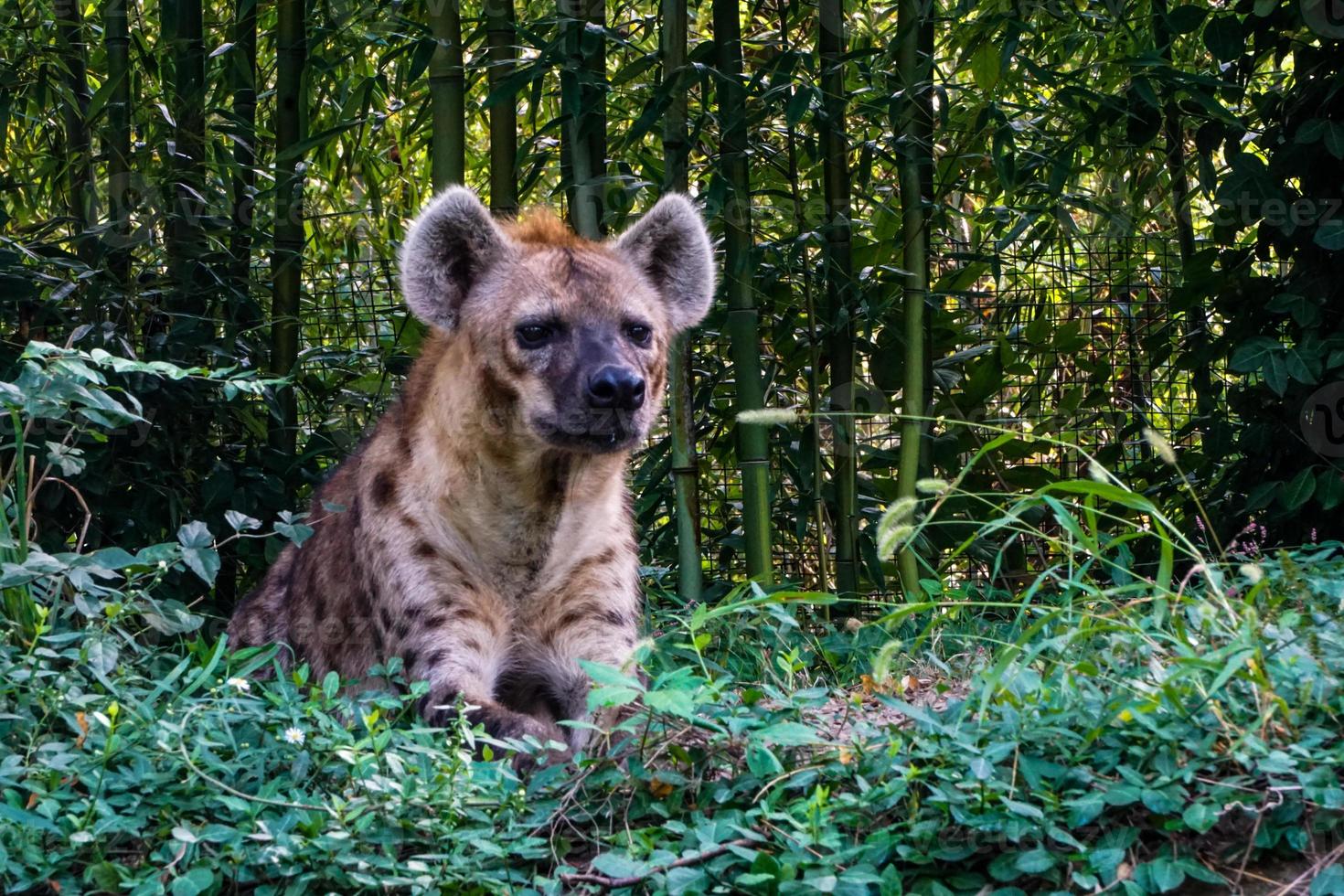 Portrait of Hyena ar Missouri Zoo photo