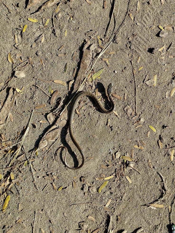 Baby Python Snack Photo