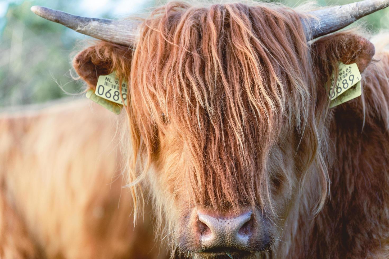 Highlander cows in the dunes of Wassenaar The Netherlands. photo