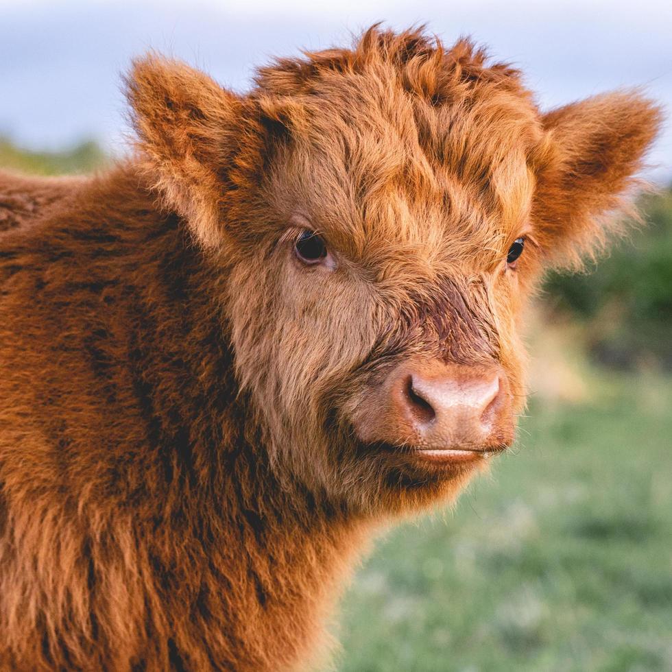 Highlander cows in the dunes of Wassenaar The Netherlands. photo