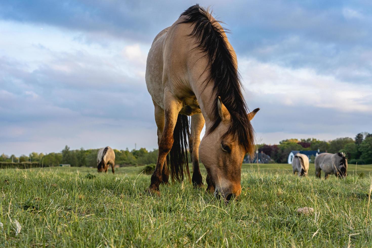 Wild horses in the fields in Wassenaar The Netherlands. photo