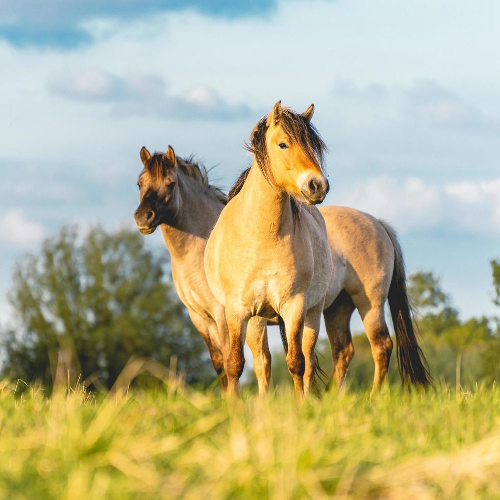 caballos salvajes en los campos en wassenaar los países bajos. foto