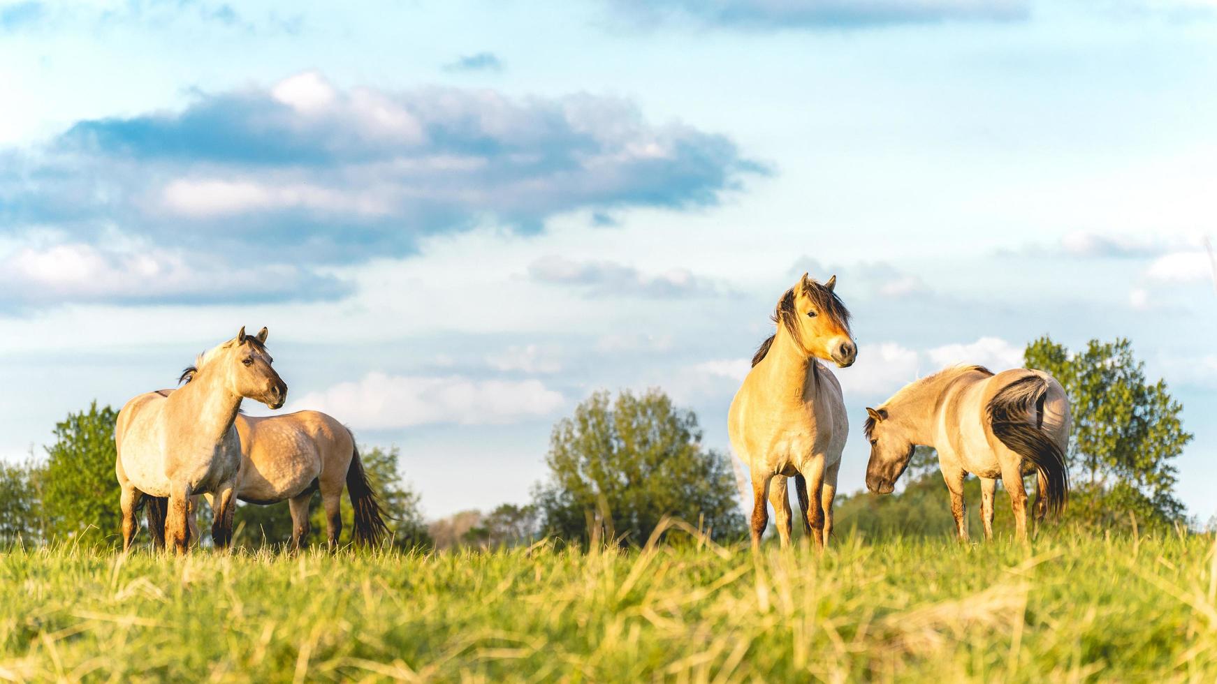 caballos salvajes en los campos en wassenaar los países bajos. foto