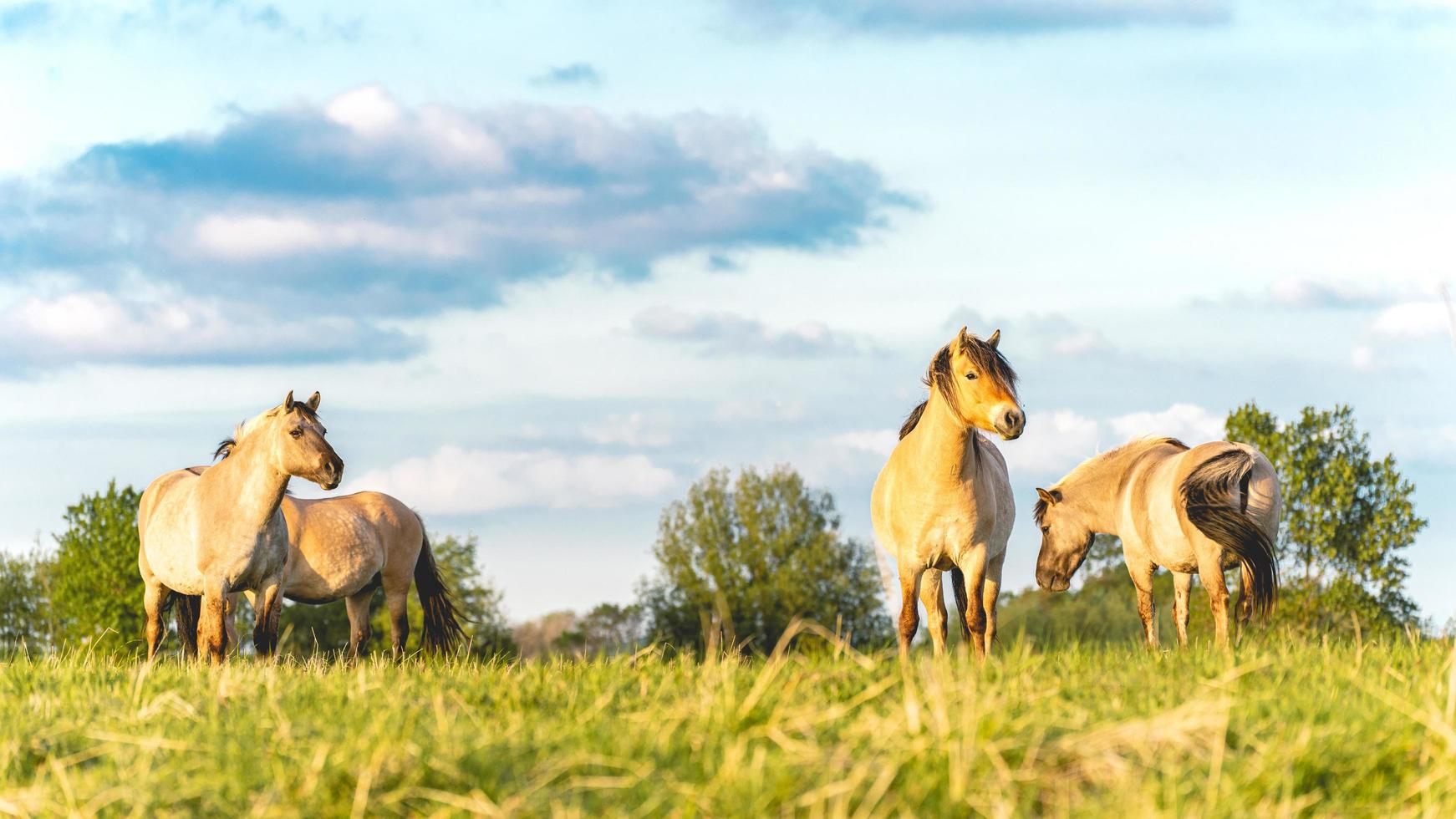 Wild horses in the fields in Wassenaar The Netherlands. photo