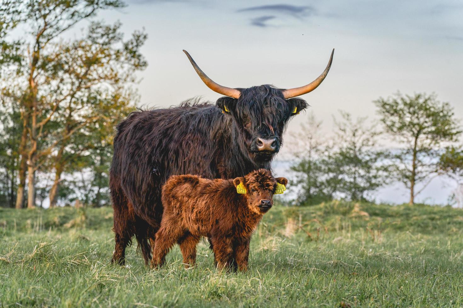 Highlander cows in the dunes of Wassenaar The Netherlands. photo