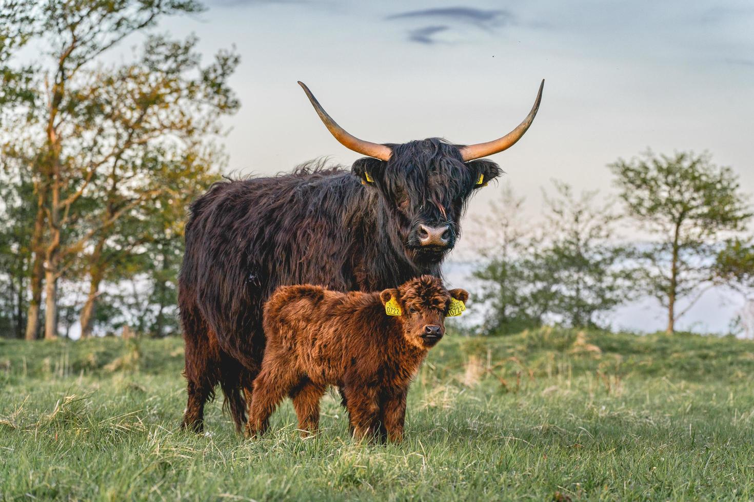 vacas montañesas en las dunas de wassenaar los países bajos. foto