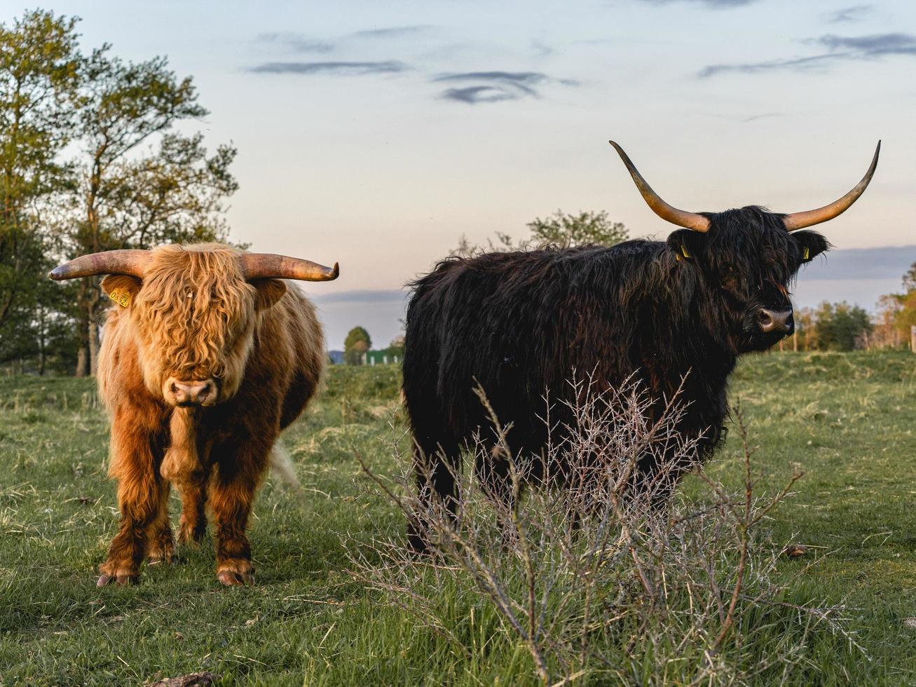 Highlander cows in the dunes of Wassenaar The Netherlands. photo