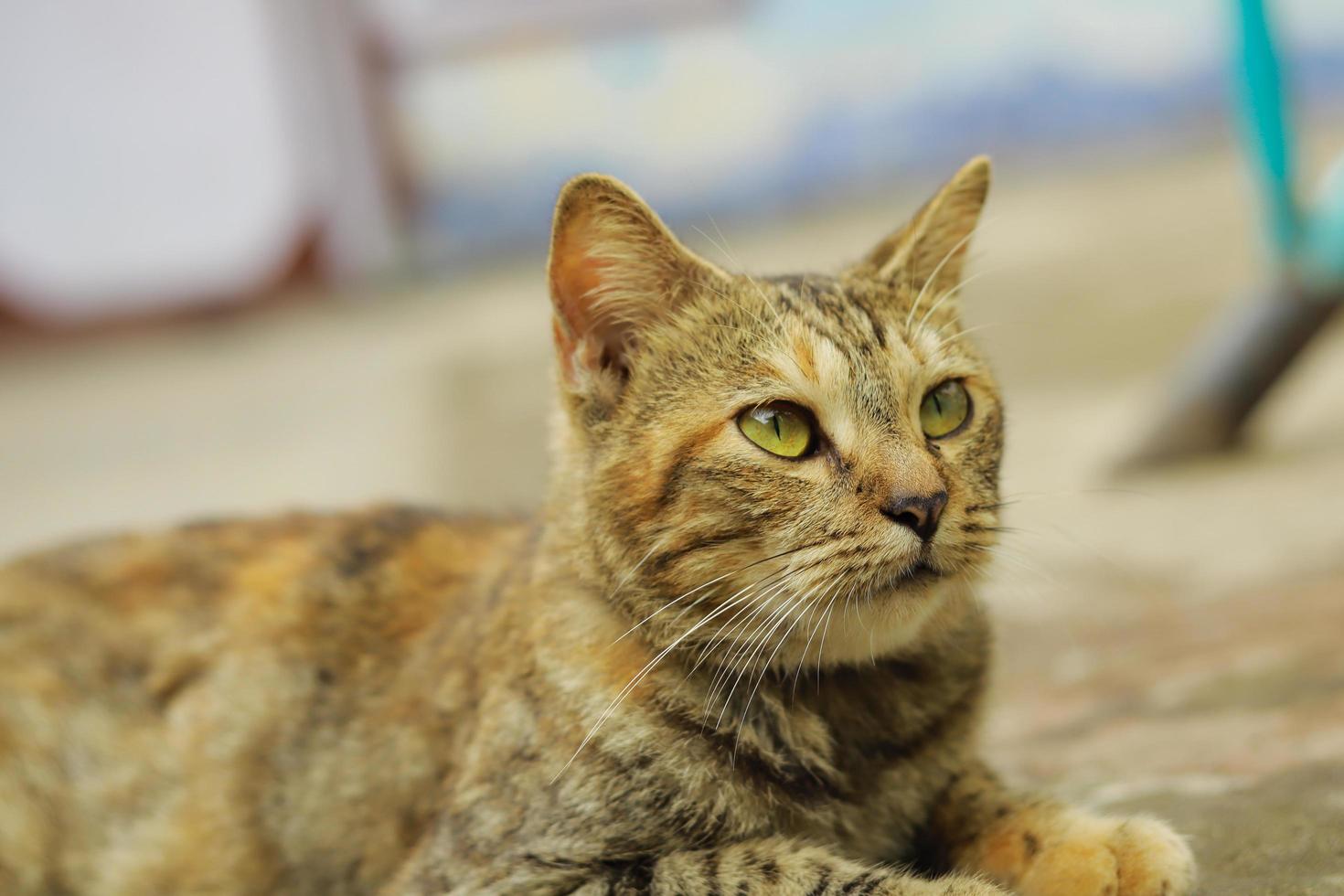 gato doméstico con patrón despojado foto