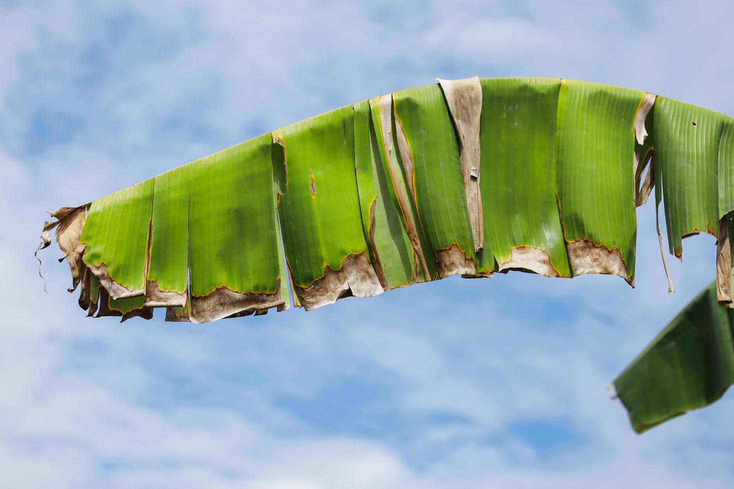 Banana leaf against bright sky. photo