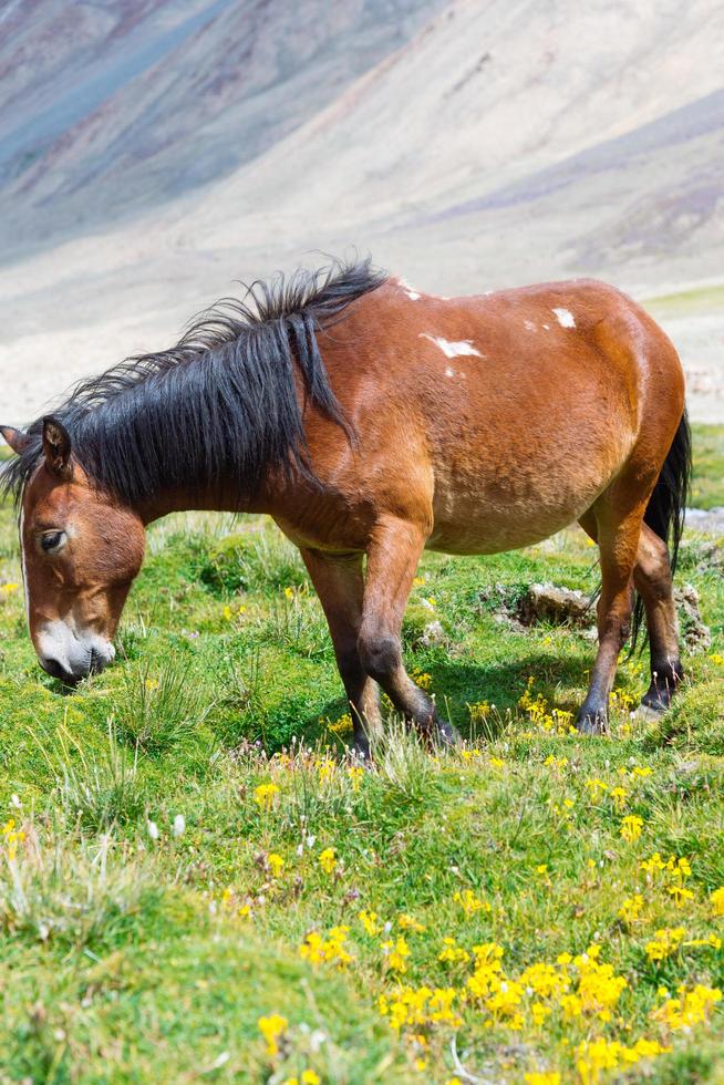 caballo en un prado verde. foto