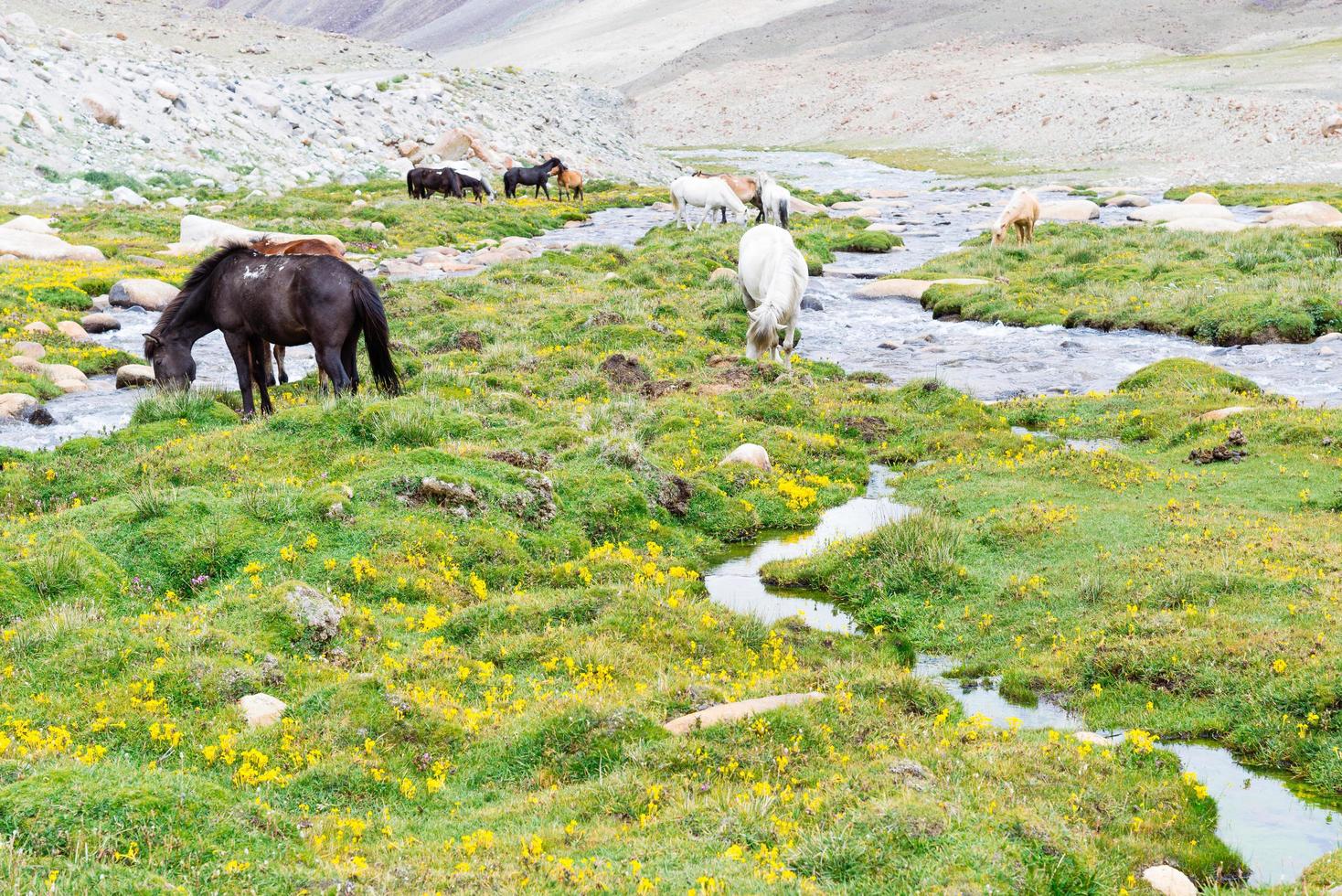 Horse in a green meadow. photo