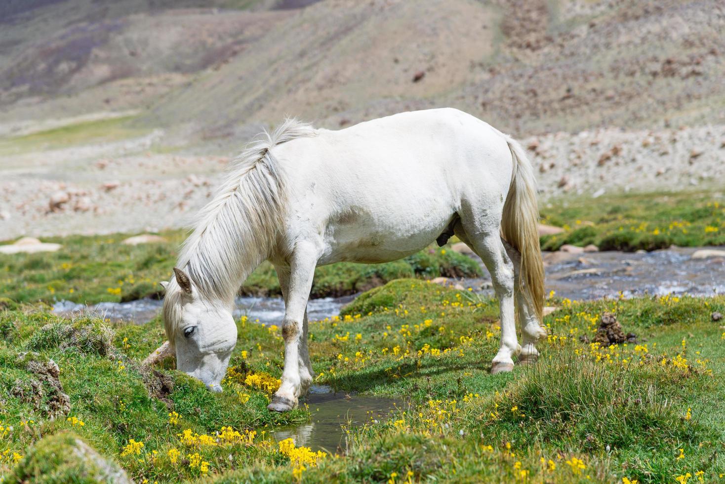 Horse in a green meadow. photo