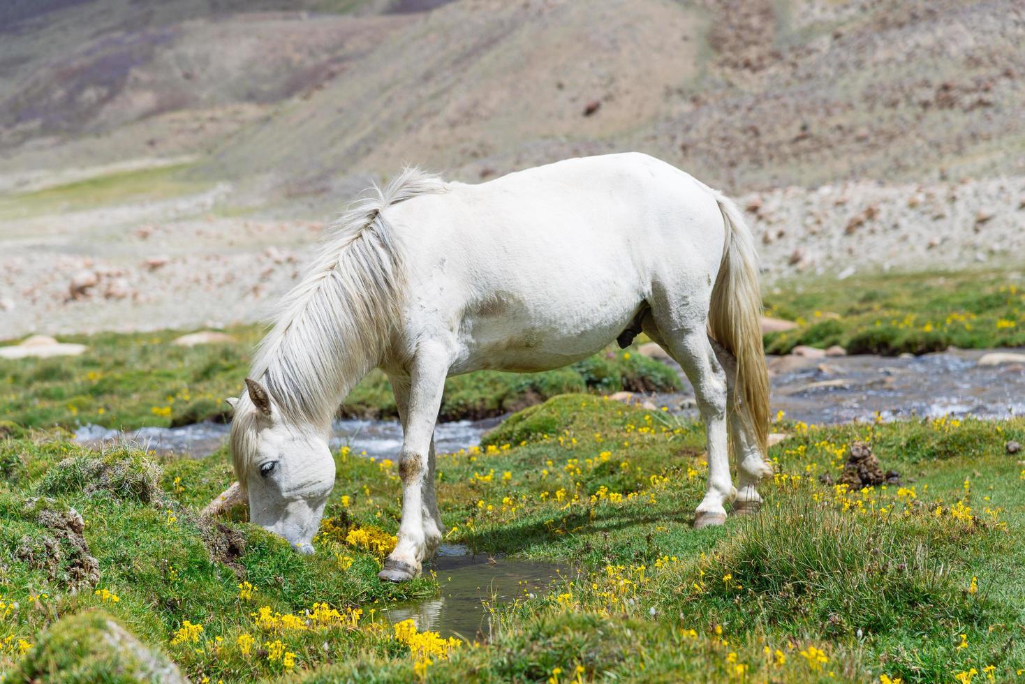 caballo en un prado verde. foto