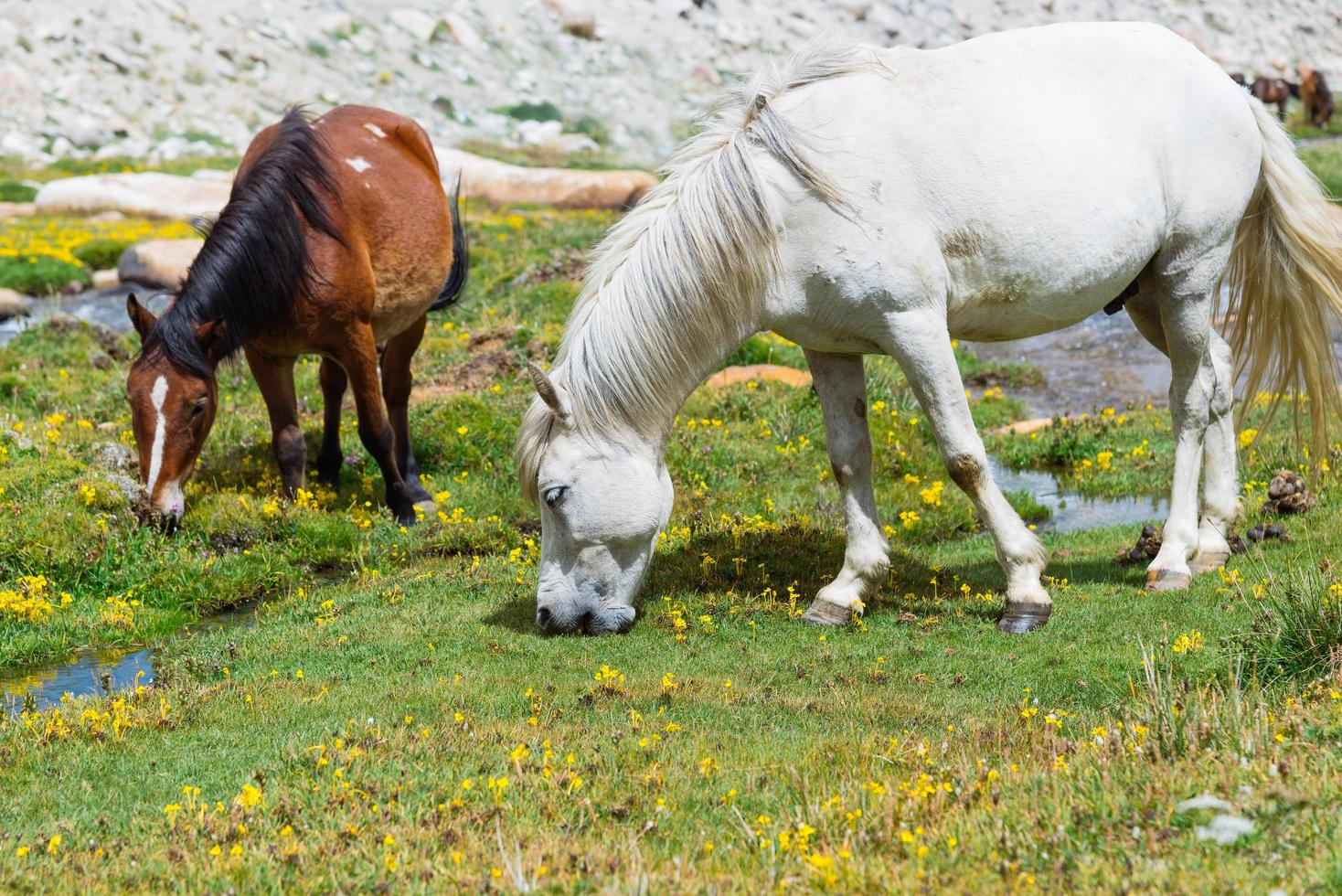 Horse in a green meadow. photo