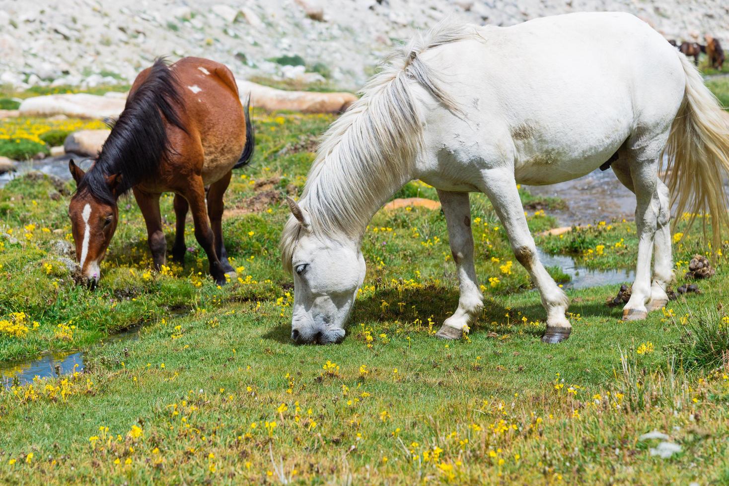 caballo en un prado verde. foto