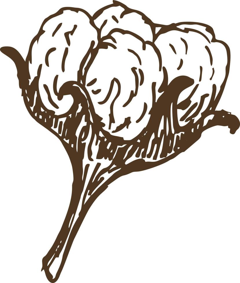 hand draw ink cotton plant. Botanical illustrations. Sketch. vector