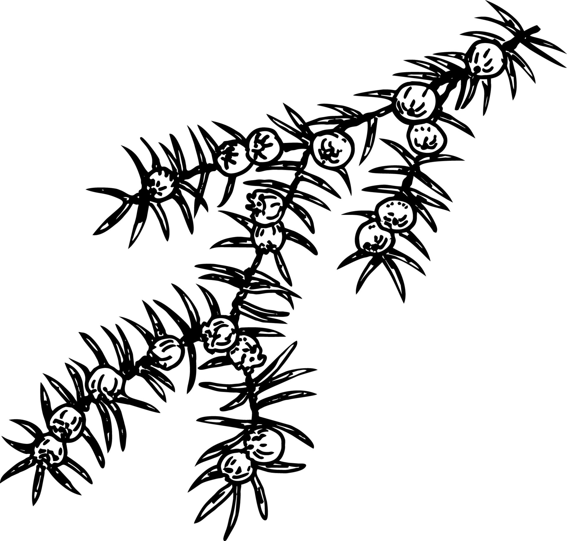 Juniper berry on branch. Berries and leaves of Juniper 10556383 Vector