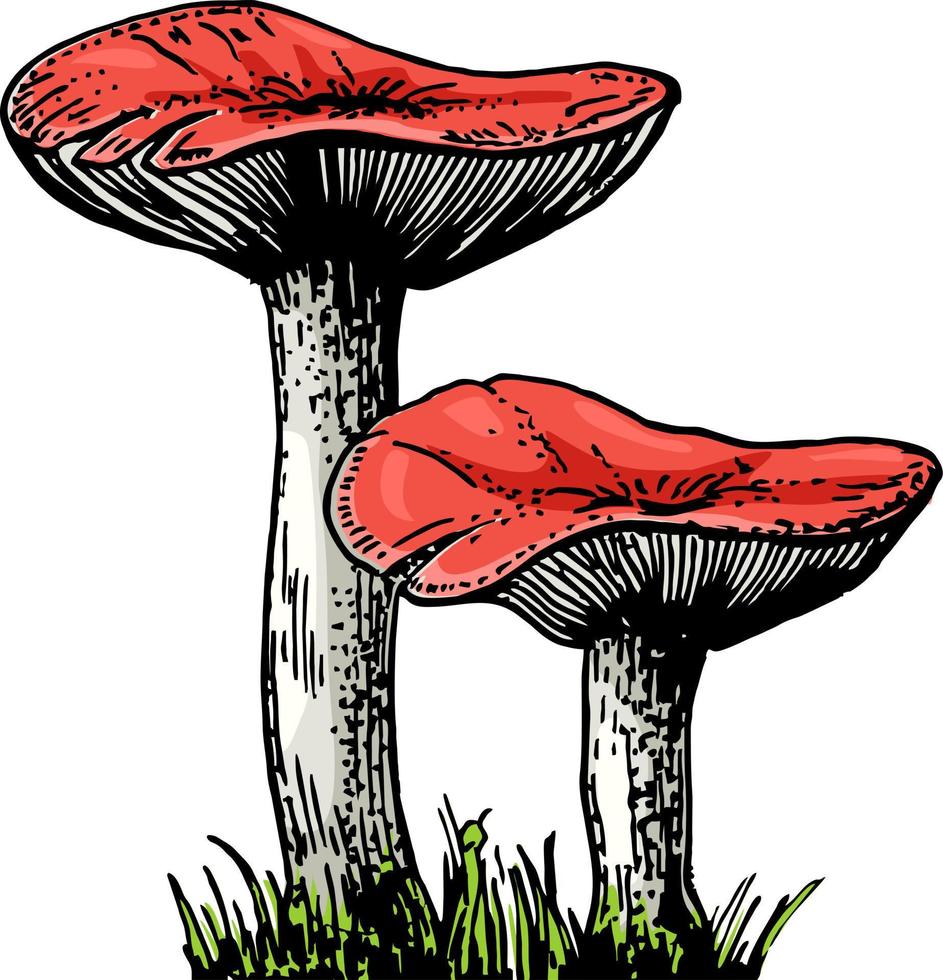 Russula vector illustrations. Edible mushroom sketch. Organic vegetarian product. Hand drawn food drawings