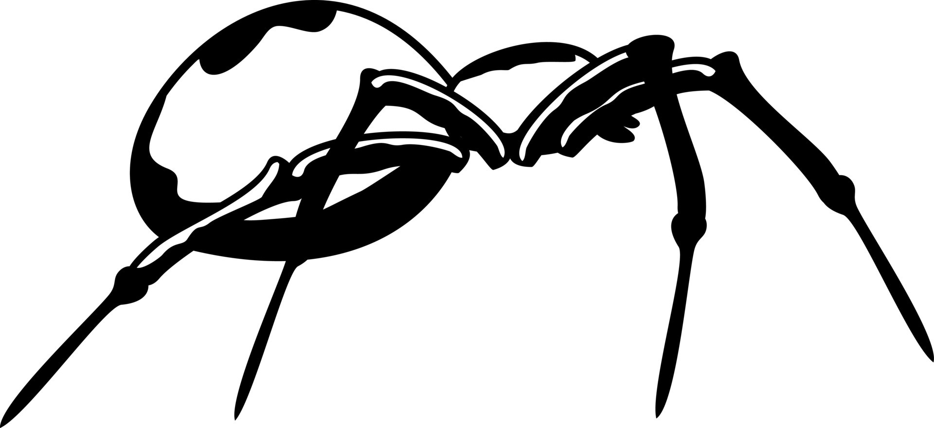 Spider. side view on realistic insect. Vector illustration 10556409