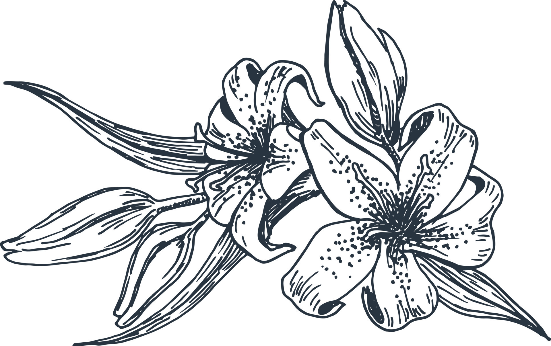 Floral blooming lilies illustration hand drawn vector illustration