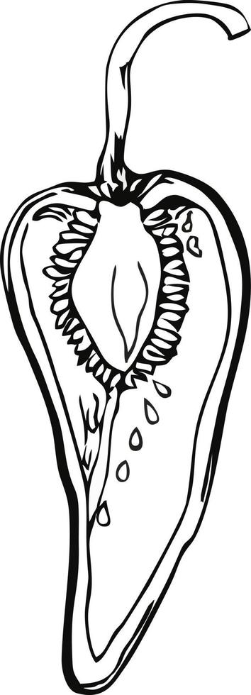 chili pepper. Pepper whole and in cross section. Hand drawn vector