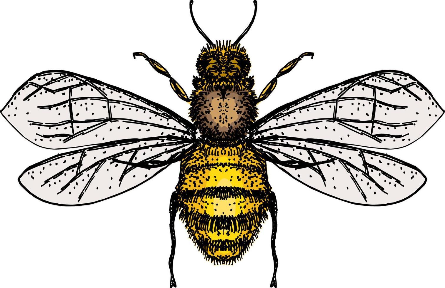 Bumblebee flying on a snake, top view. Childrens cute illustration, insect character, summer symbol, flower pollinator. vector