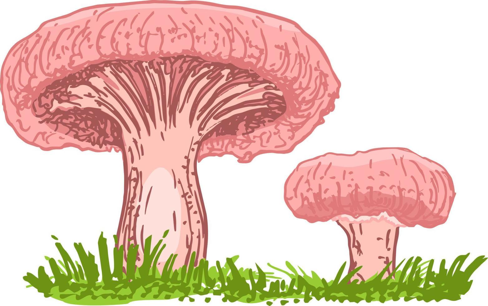 Edible russule mushroom. Coral milky cap mushrooms growing in the forest. Outdoors. Family of mushrooms vector