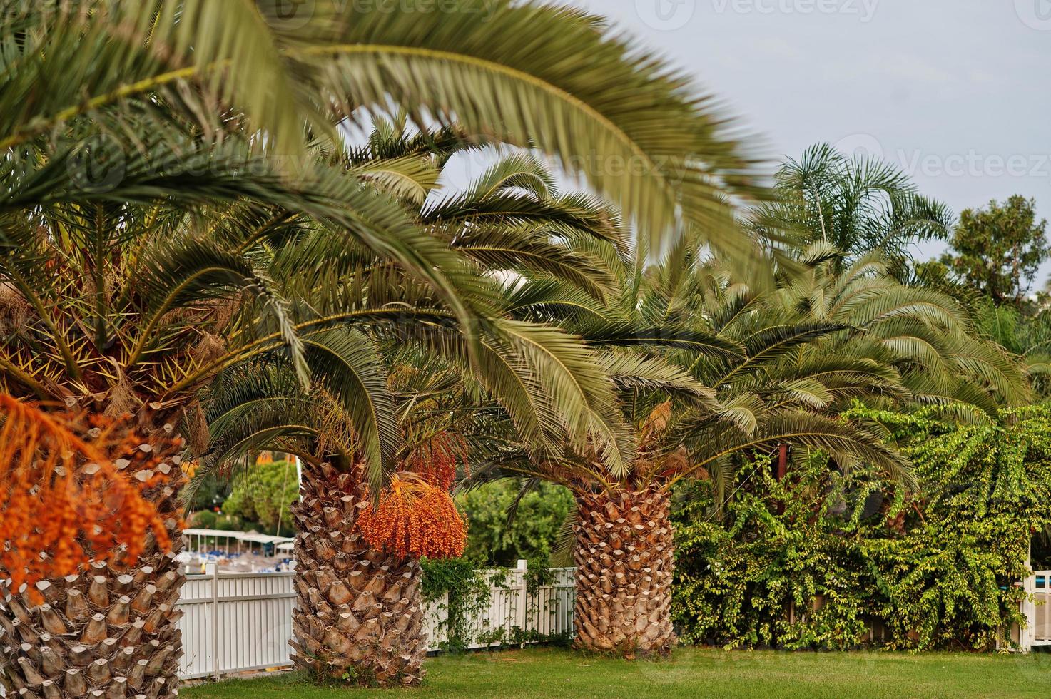Palm trees with ripe dates at Bodrum, Turkey. photo