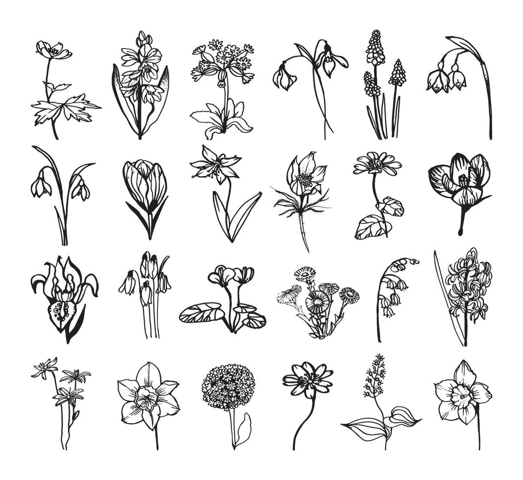 Primroses Illustrations in Art Ink Style vector