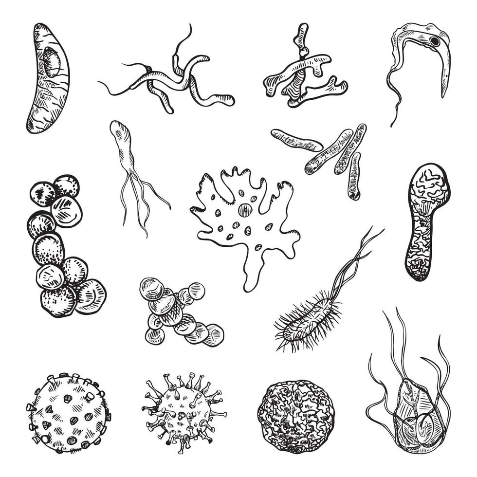 Set of Bacteria in Art Ink Style vector