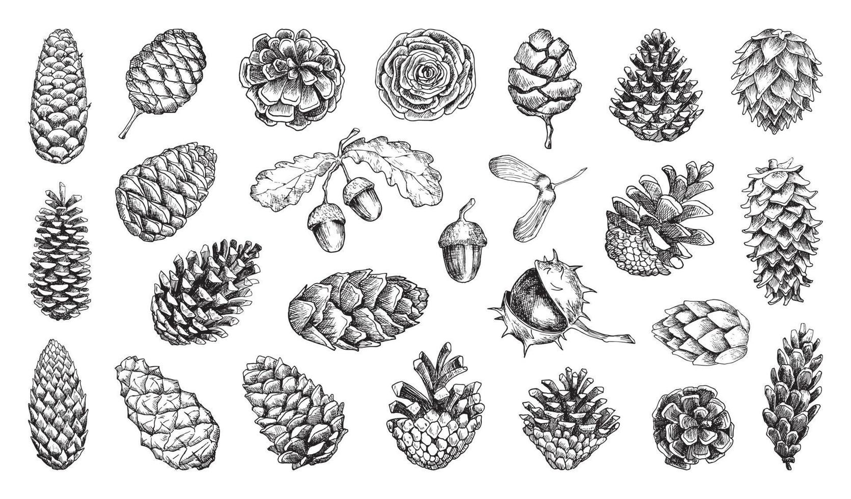 Pine Cones Illustrations in Art Ink Style vector