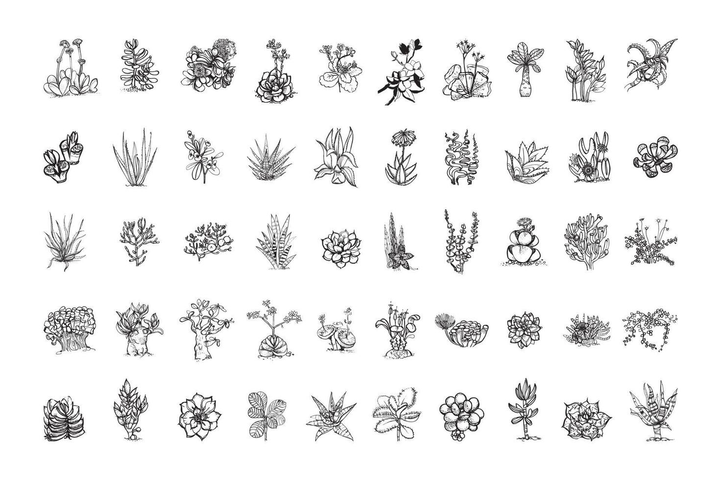 Succulents Illustrations in Art Ink Style vector