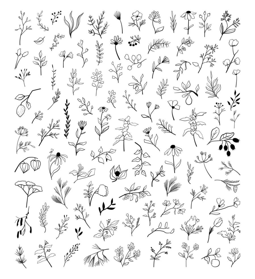 Doodle Herbal Plants vector