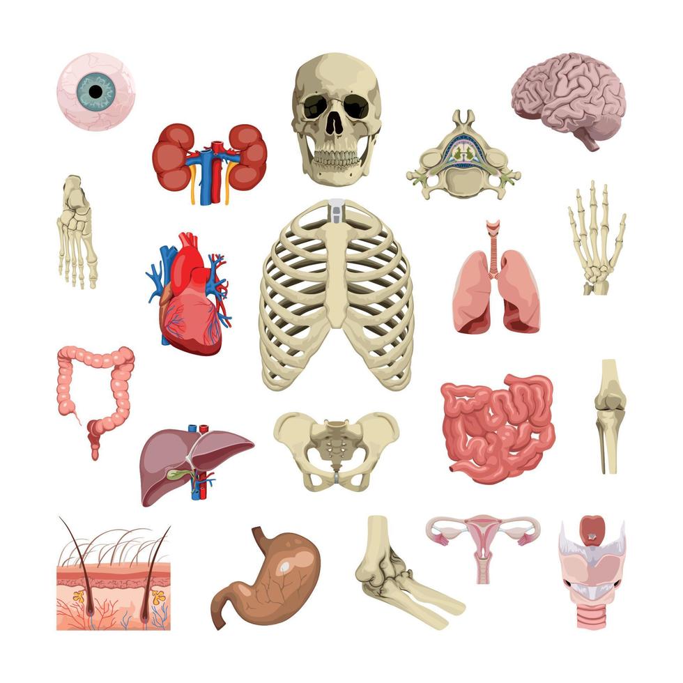 Set of Human Organs vector