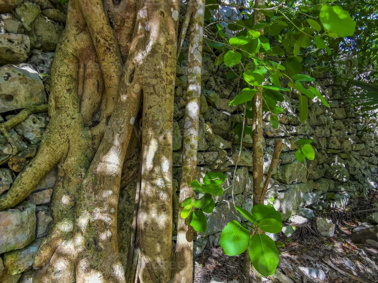 Ancient Tulum ruins Mayan site temple pyramids artifacts seascape Mexico. photo