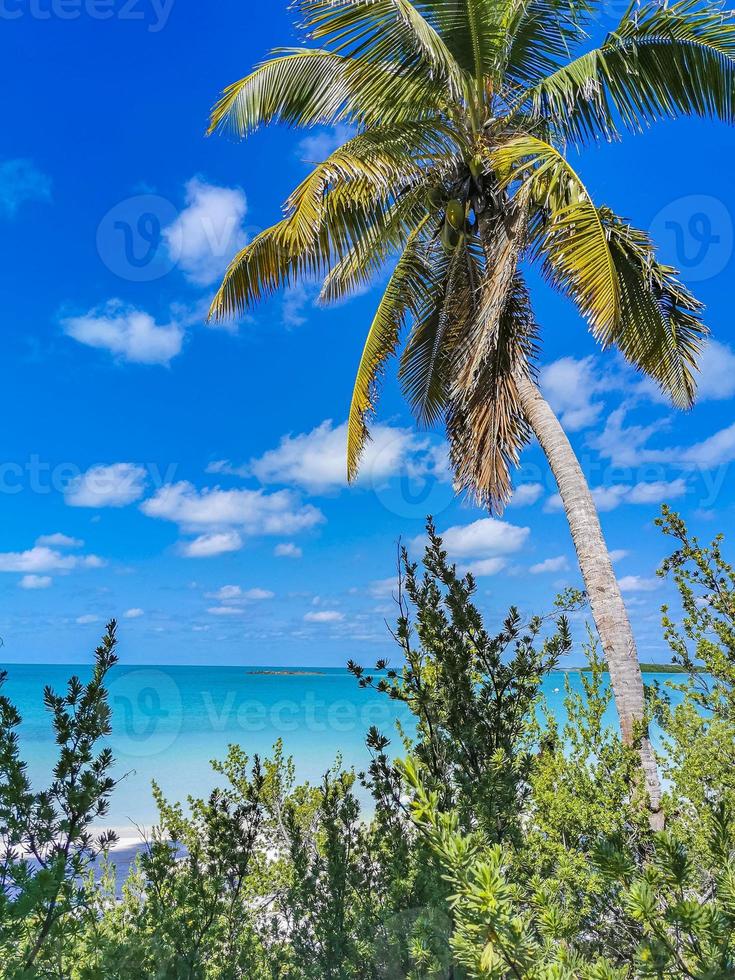 Beautiful tropical natural beach and forest panorama Contoy island Mexico. photo