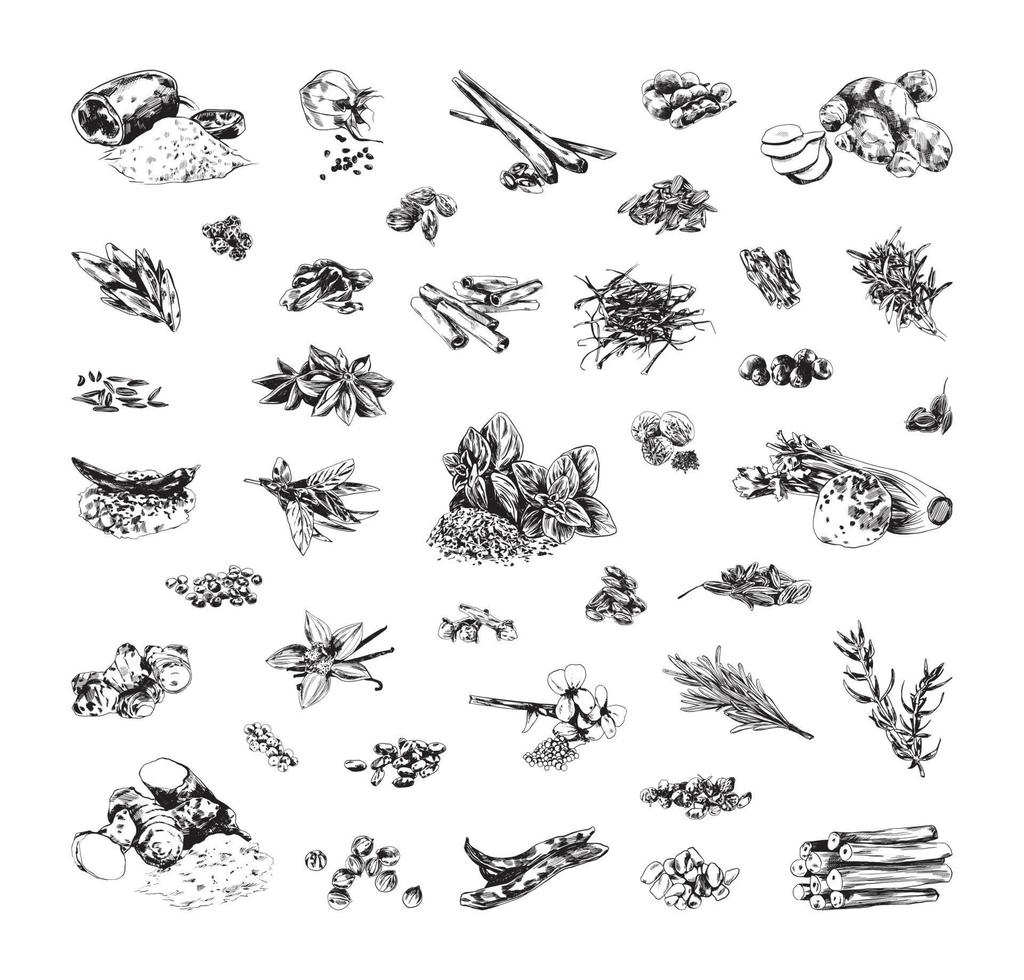 Spice Illustrations in Art Ink Style vector