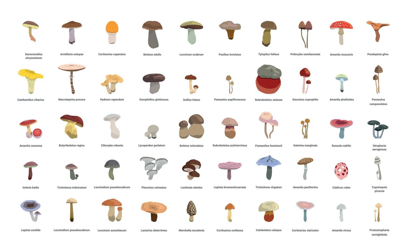 Set of Mushrooms vector