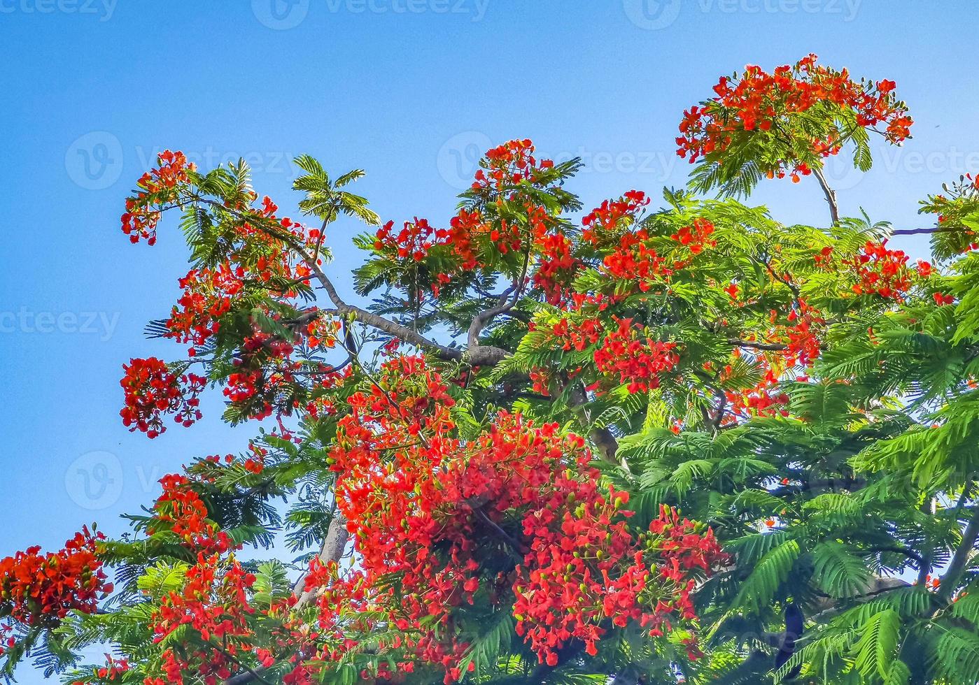 Beautiful tropical flame tree red flowers Flamboyant Delonix Regia Mexico. photo