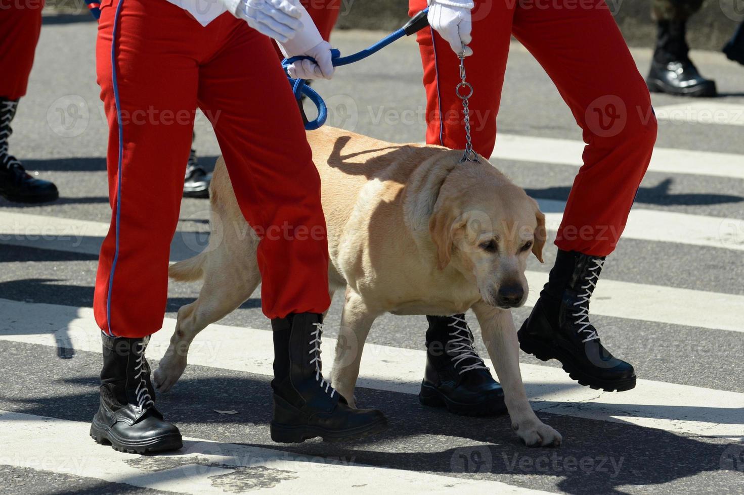 military civic parade celebrating the independence of Brazil photo